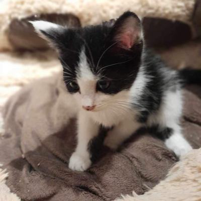 Nuri (Sissi), Finny (Mona) + Minou, Sissi + Franz, DaVinci, Lola und ihre Eltern (2 männlich + 2 weibliche Katzen)