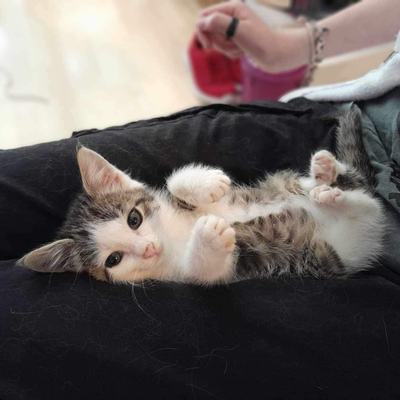 Nuri (Sissi), Finny (Mona) + Minou, Sissi + Franz, DaVinci, Lola und ihre Eltern (2 männlich + 2 weibliche Katzen)