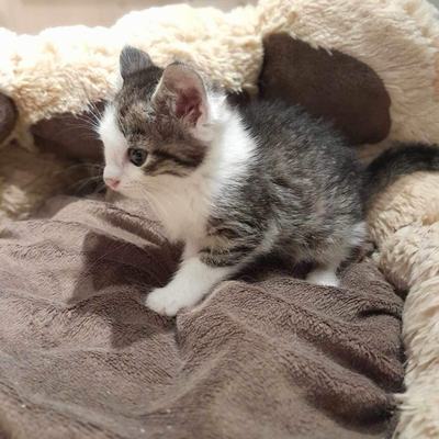 Nuri (Sissi), Finny (Mona) + Minou, Sissi + Franz, DaVinci, Lola und ihre Eltern (2 männlich + 2 weibliche Katzen)