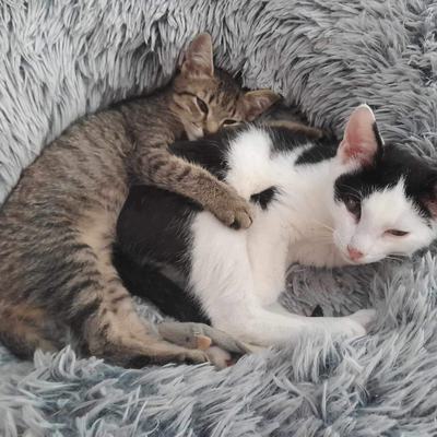 Nuri (Sissi), Finny (Mona) + Minou, Sissi + Franz, DaVinci, Lola und ihre Eltern (2 männlich + 2 weibliche Katzen)