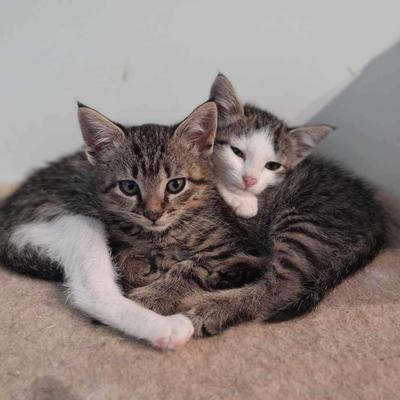 Nuri (Sissi), Finny (Mona) + Minou, Sissi + Franz, DaVinci, Lola und ihre Eltern (2 männlich + 2 weibliche Katzen)