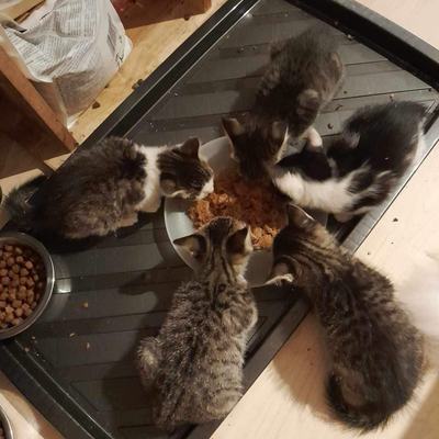 Nuri (Sissi), Finny (Mona) + Minou, Sissi + Franz, DaVinci, Lola und ihre Eltern (2 männlich + 2 weibliche Katzen)