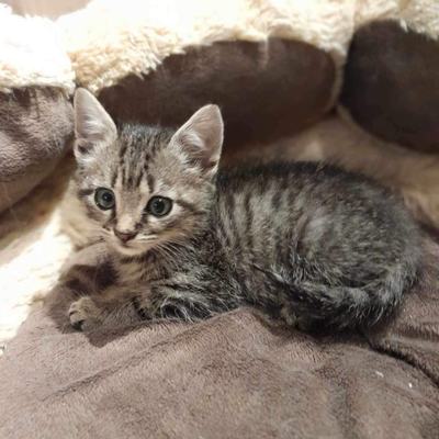 Nuri (Sissi), Finny (Mona) + Minou, Sissi + Franz, DaVinci, Lola und ihre Eltern (2 männlich + 2 weibliche Katzen)
