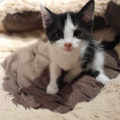 Nuri (Sissi), Finny (Mona) + Minou, Sissi + Franz, DaVinci, Lola und ihre Eltern (2 männlich + 2 weibliche Katzen)