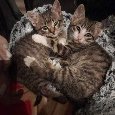 Nuri (Sissi), Finny (Mona) + Minou, Sissi + Franz, DaVinci, Lola und ihre Eltern (2 männlich + 2 weibliche Katzen)