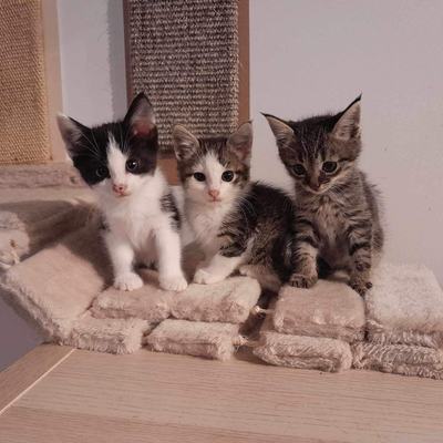 Nuri (Sissi), Finny (Mona) + Minou, Sissi + Franz, DaVinci, Lola und ihre Eltern (2 männlich + 2 weibliche Katzen)