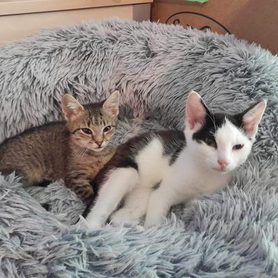Nuri (Sissi), Finny (Mona) + Minou, Sissi + Franz, DaVinci, Lola und ihre Eltern (2 männlich + 2 weibliche Katzen)
