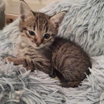 Nuri (Sissi), Finny (Mona) + Minou, Sissi + Franz, DaVinci, Lola und ihre Eltern (2 männlich + 2 weibliche Katzen)