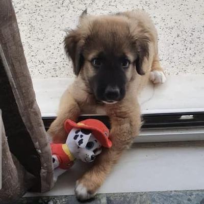 Oscar