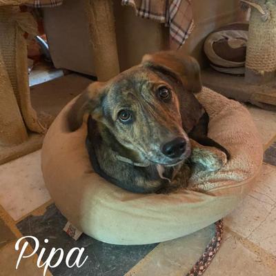 Pipa – Pipa.jpg