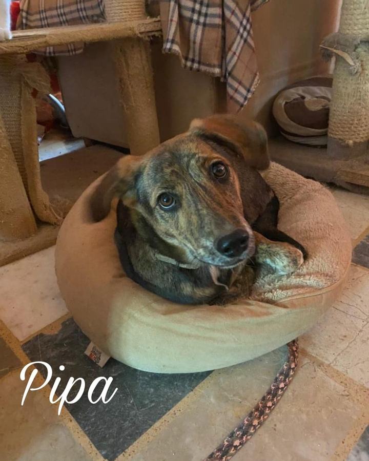 Pipa