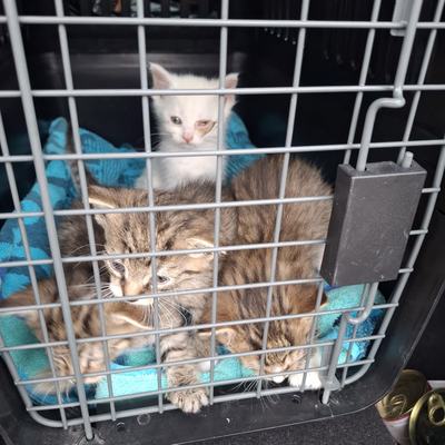 Rosie, Dusty, Lilly und Loco