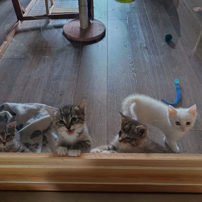 Rosie, Dusty, Lilly und Loco