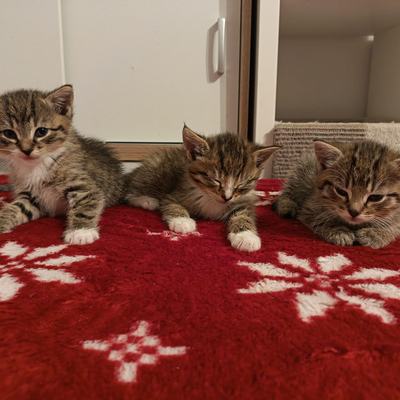 Rosie-Dusty-Lilly-Loco_10