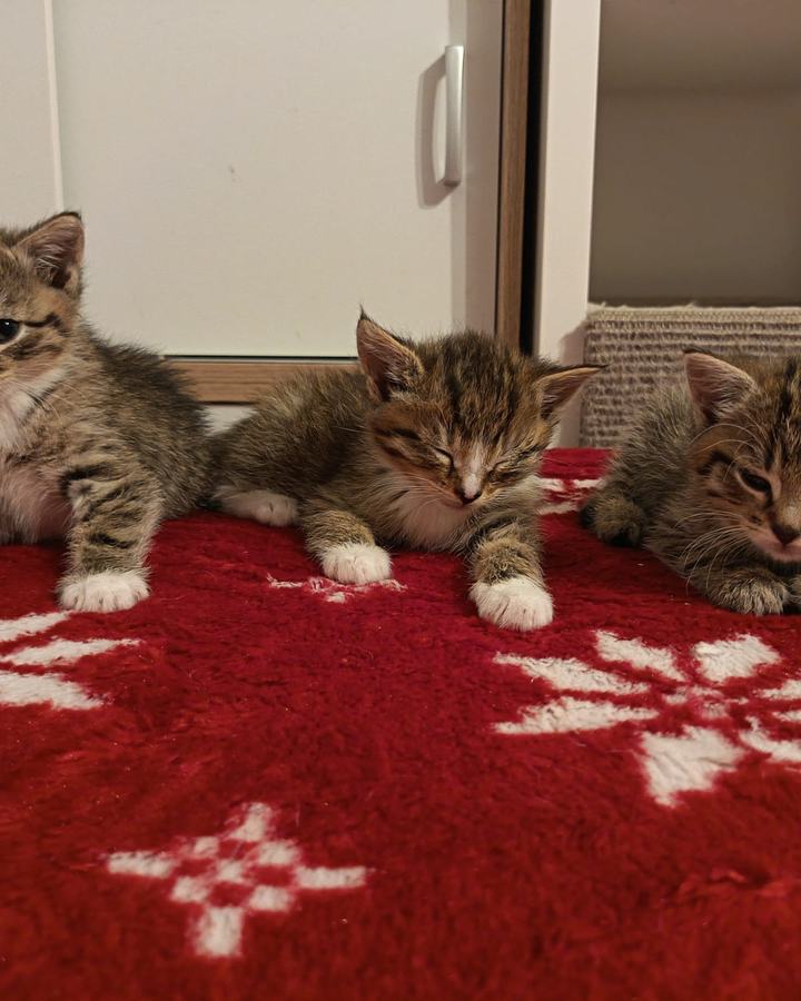 Rosie, Dusty, Lilly und Loco