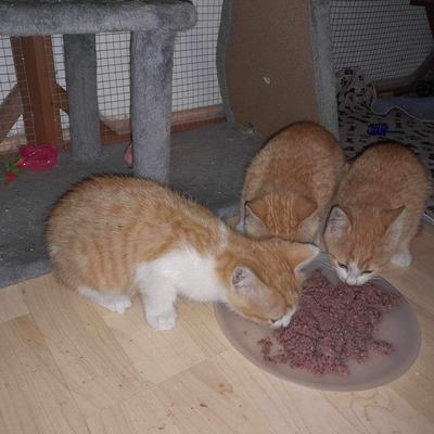 Simba (Mango) + James (Kiwi), Goldie
