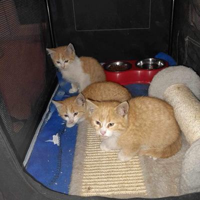 Simba (Mango) + James (Kiwi), Goldie