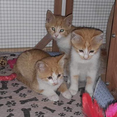Simba (Mango) + James (Kiwi), Goldie – Simba-Mango-James-Kiwi-Goldie_03.jpeg