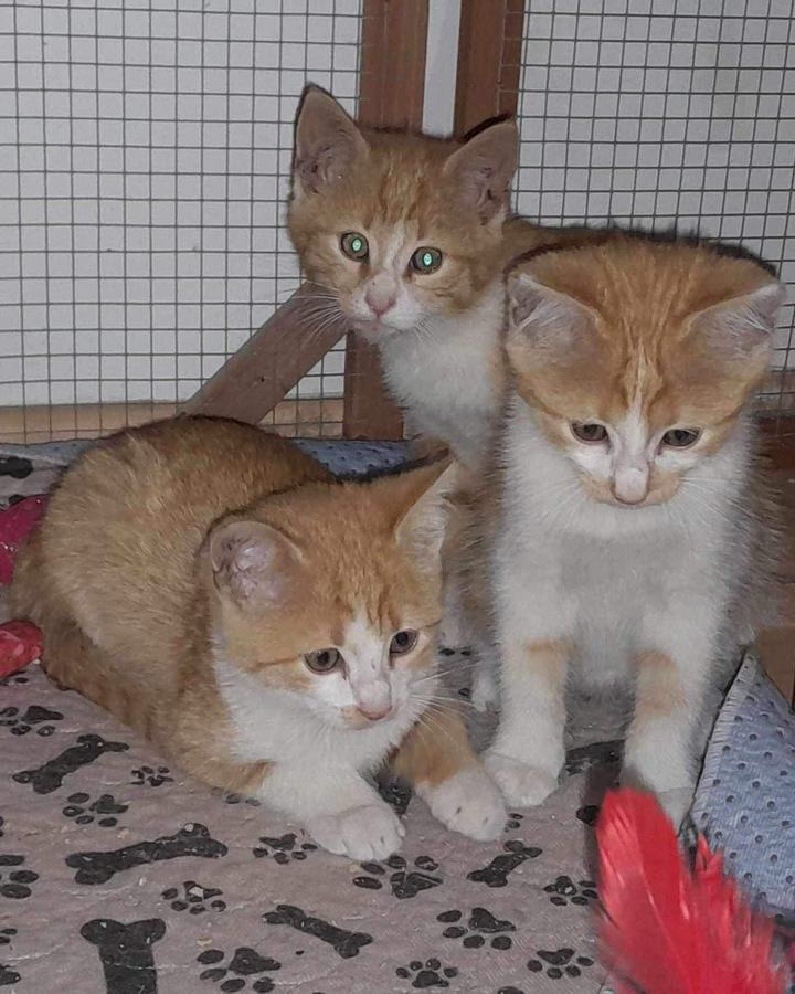 Simba (Mango) + James (Kiwi), Goldie