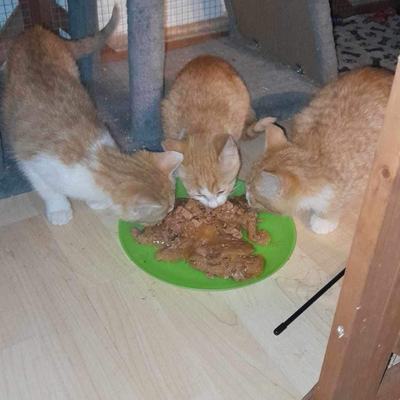 Simba (Mango) + James (Kiwi), Goldie