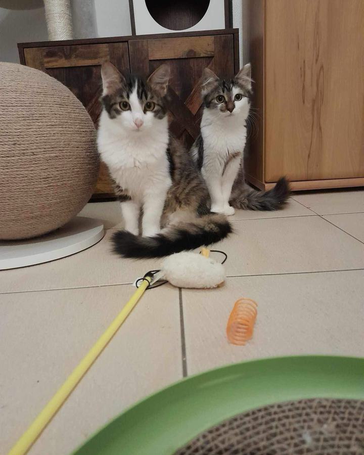 Tarzan und Jane