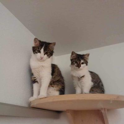 Tarzan und Jane
