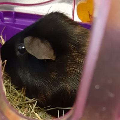 Meerschweinchen Ally – ally1.png
