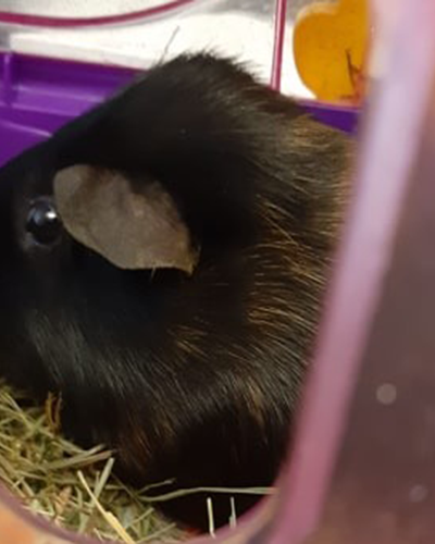 Meerschweinchen Ally