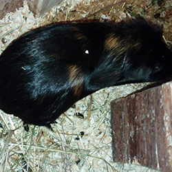 Meerschweinchen Ally