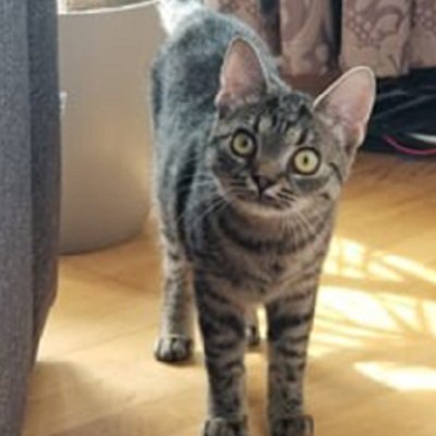 Amy, Grace und Zoe (Titelbild)