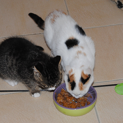Ares und Nala (jetzt: Einstein und Lucky) – ares-nala3.png