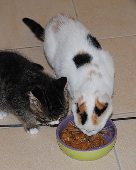 Ares und Nala (jetzt: Einstein und Lucky)