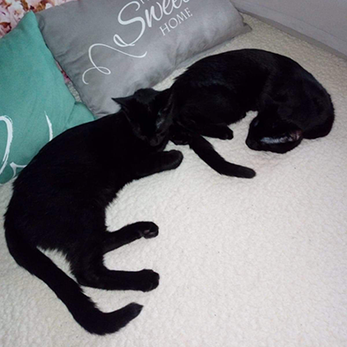 Arres & Zeus