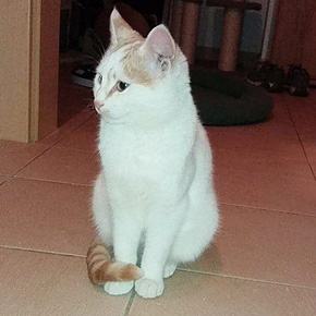 Benji