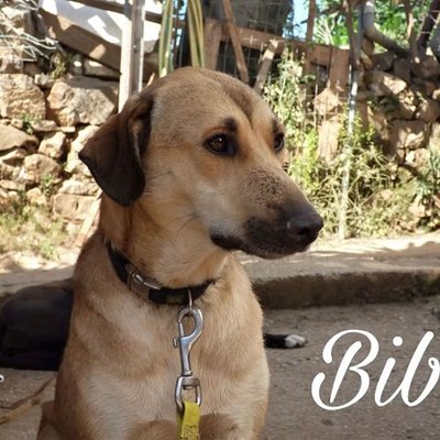Bibi (Titelbild)