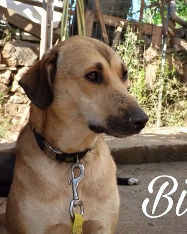 Bibi