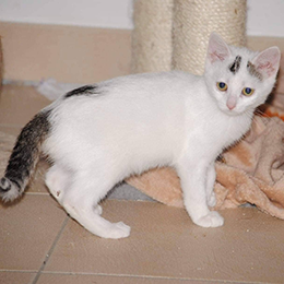 Zaphira, Nala & Binsel