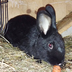 Bobby, Nemo, Vicky und Penny