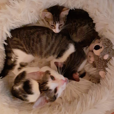 Cathy, Sweety und Leo – cathy-sweeti-leo4.png