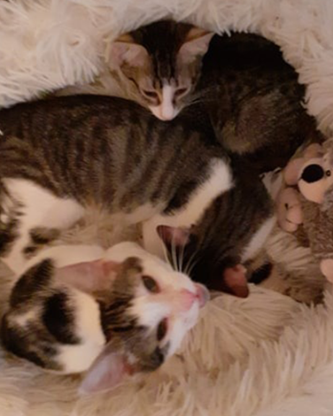 Cathy, Sweety und Leo