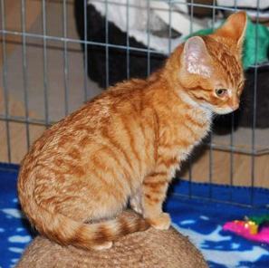 Charlie (Simba), Nala, Khaleesi & Leia – charlie.jpg