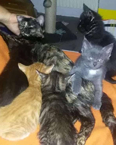 Clooney, Zeus, Lady, Schurli & Harry