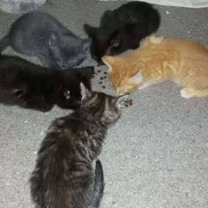 Clooney, Zeus, Lady, Schurli & Harry