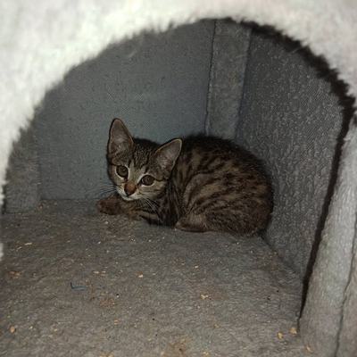 Sieben Katzenbabys im Alter von 7 bis 9 Wochen in Pflege