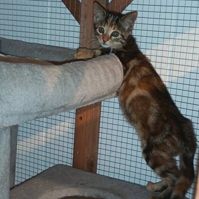 Katze Elara sucht Zuhause als Zweitkatze