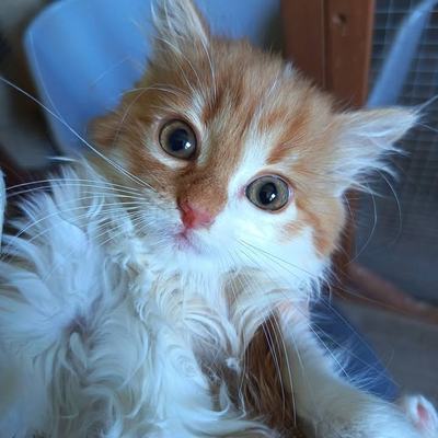 Katze Amy einzeln, Katzen Meg und Jo nur paarweise Vermittlung
