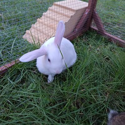 Kaninchen Logan und Madison suchen gemeinsam Zuhause