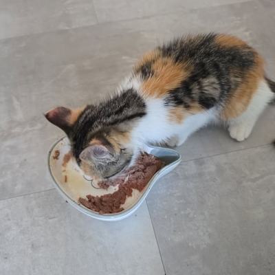 Fundkatze in Volders – gesetzliche Sperrfrist läuft