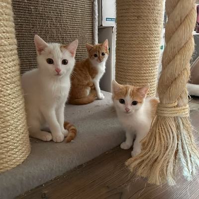 Erfolgreiche Vermittlung von Katze Whisky, Baccardi und Malibu