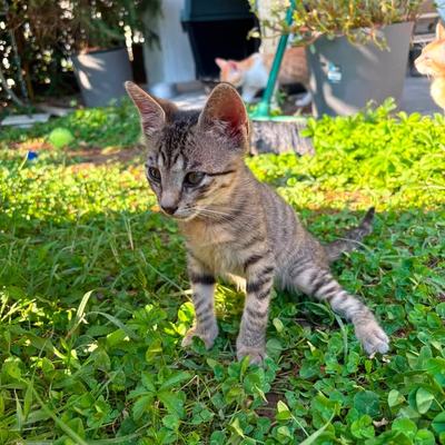 Kater Rango sucht ein Zuhause – Einzeladoption nicht erwünscht